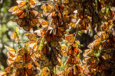 지구온난화 상징 캘리포니아 모나크 나비