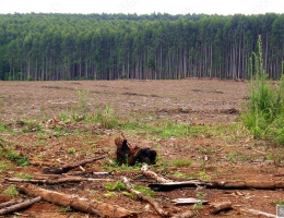deforestation
