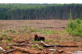 deforestation