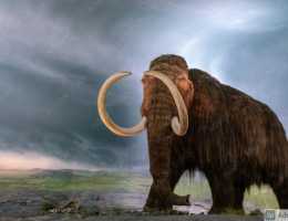 woolly mammoth