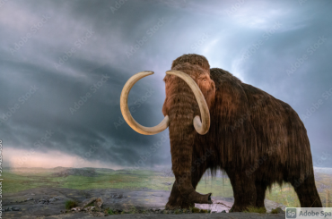 woolly mammoth