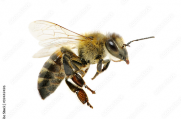bee